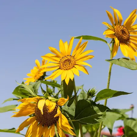 Holiday home Casa Anna *