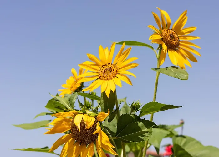 Casa de Férias Casa Anna *