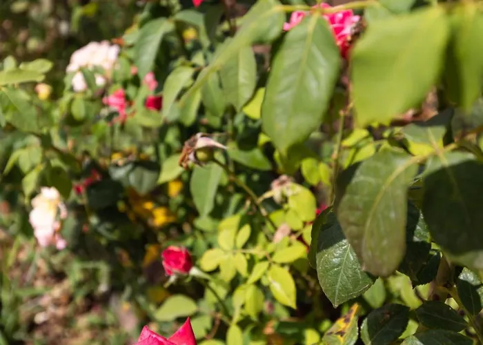 Casa Anna * Santa Maria (Vibo Valentia)